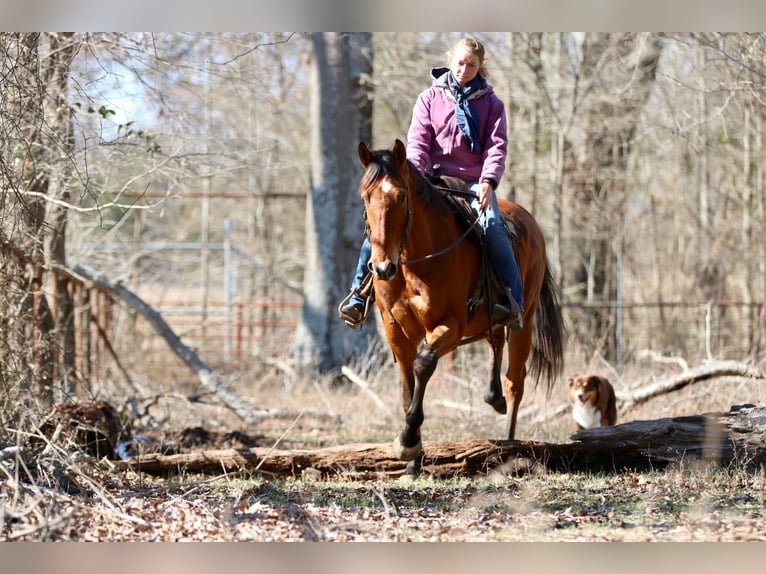 American Quarter Horse Mix Wallach 6 Jahre 173 cm Rotbrauner in Athens