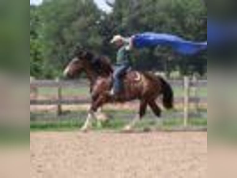 American Quarter Horse Wallach 6 Jahre 173 cm Rotbrauner in Howell