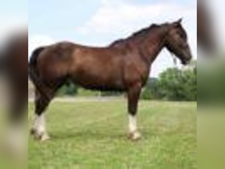 American Quarter Horse Wallach 6 Jahre 173 cm Rotbrauner in Howell