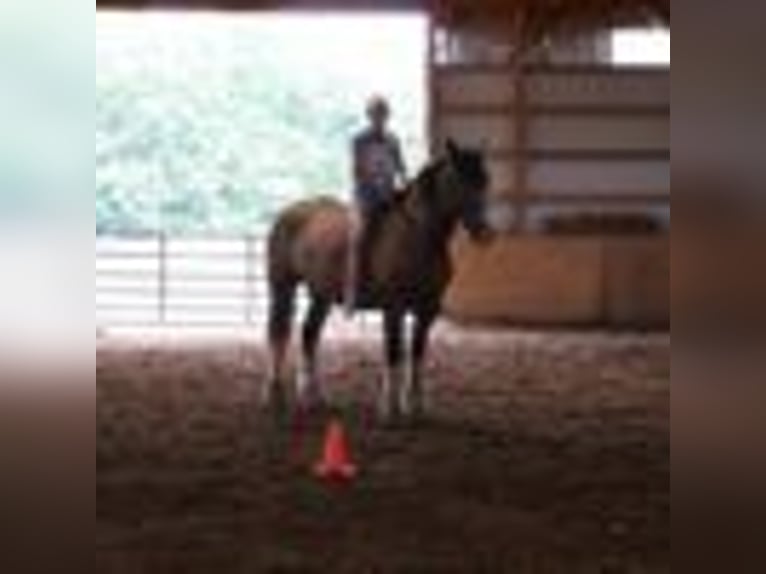 American Quarter Horse Wallach 6 Jahre 173 cm Rotbrauner in Howell