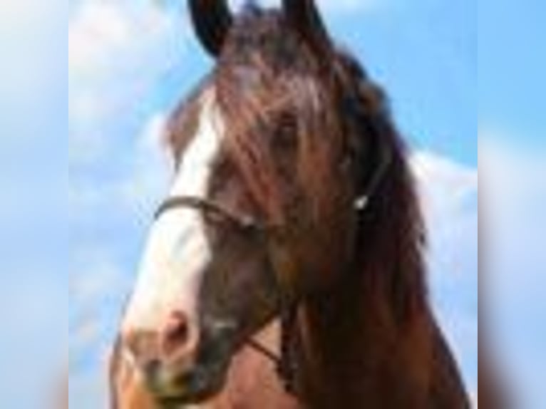 American Quarter Horse Wallach 6 Jahre 173 cm Rotbrauner in Howell