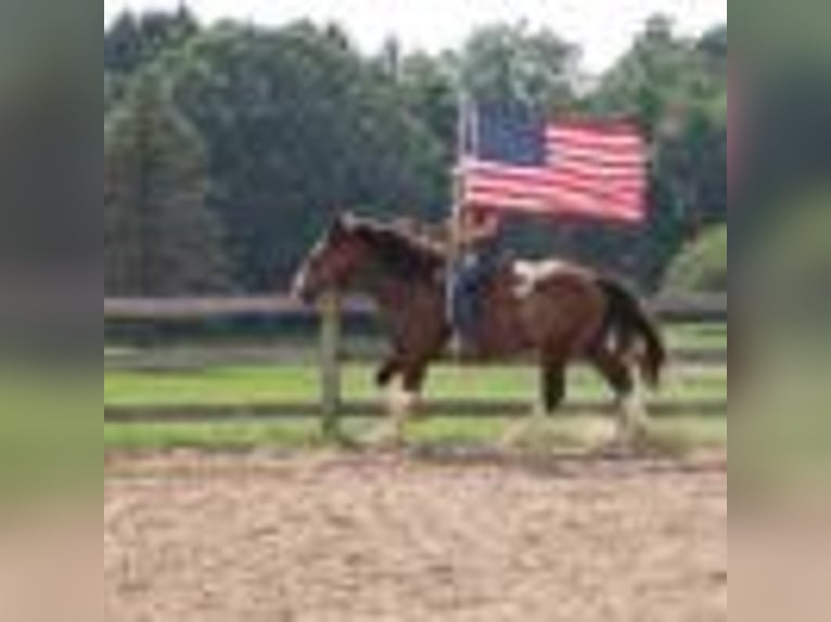 American Quarter Horse Wallach 6 Jahre 173 cm Rotbrauner in Howell