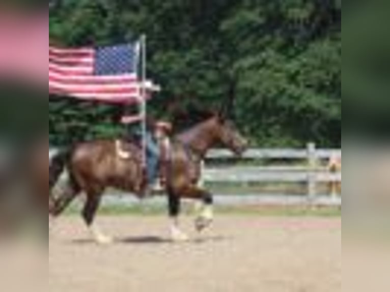 American Quarter Horse Wallach 6 Jahre 173 cm Rotbrauner in Howell
