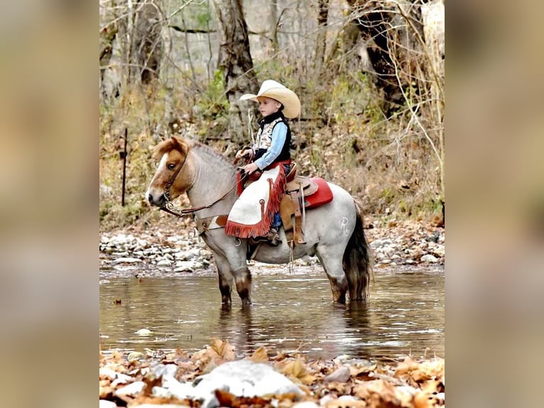 American Quarter Horse Wallach 6 Jahre 99 cm Roan-Red in Huntland, TN
