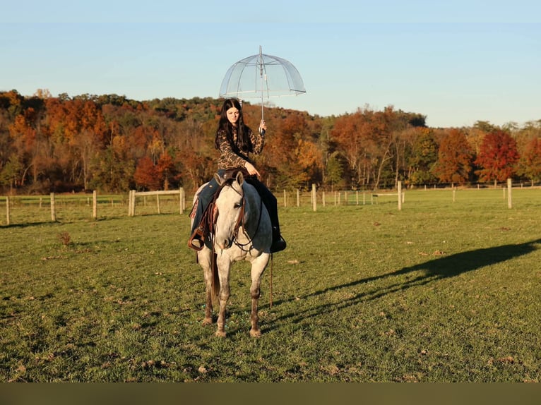 American Quarter Horse Wallach 6 Jahre Apfelschimmel in Beaver Springs