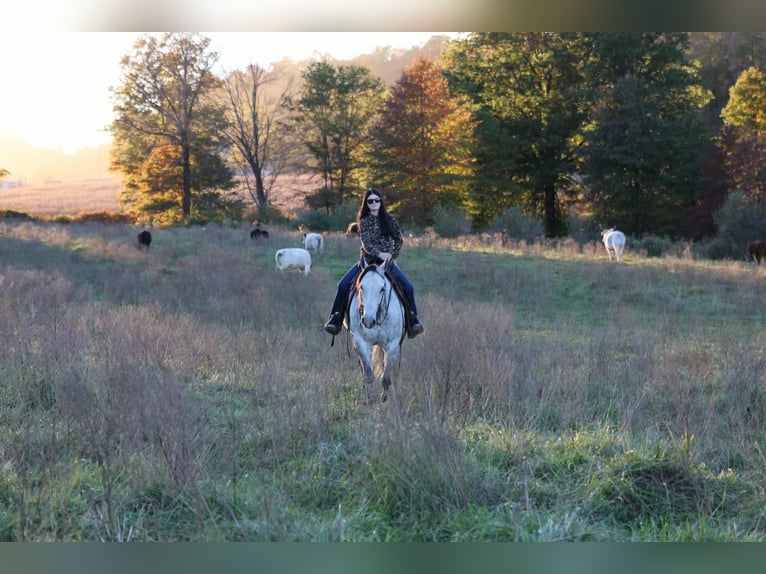 American Quarter Horse Wallach 6 Jahre Apfelschimmel in Beaver Springs