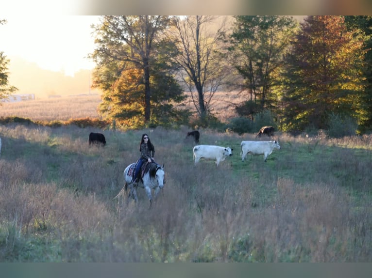American Quarter Horse Wallach 6 Jahre Apfelschimmel in Beaver Springs