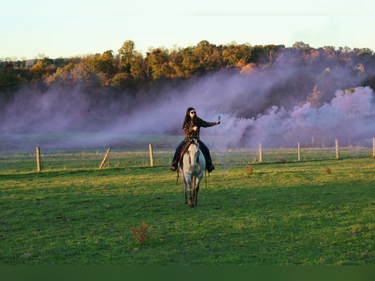 American Quarter Horse Wallach 6 Jahre Apfelschimmel in Beaver Springs
