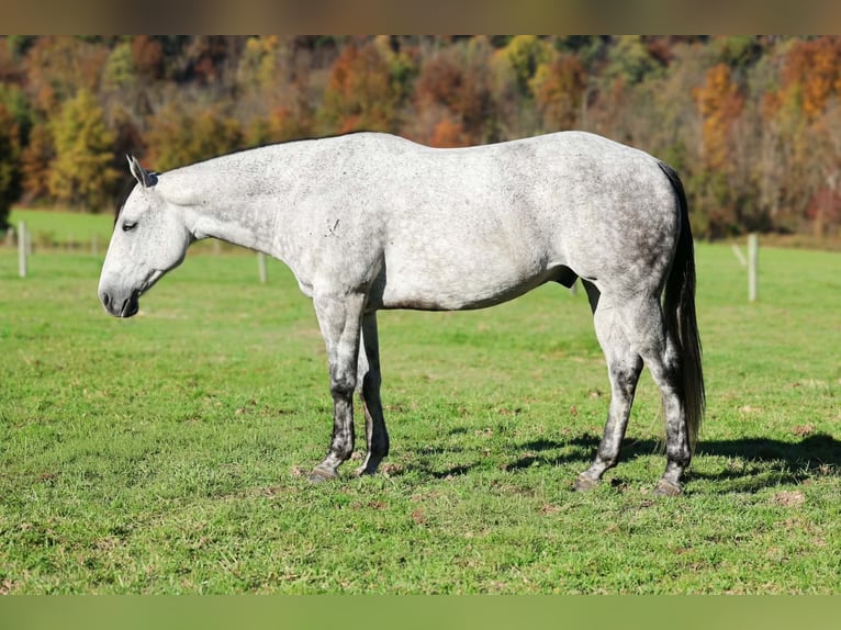 American Quarter Horse Wallach 6 Jahre Apfelschimmel in Beaver Springs