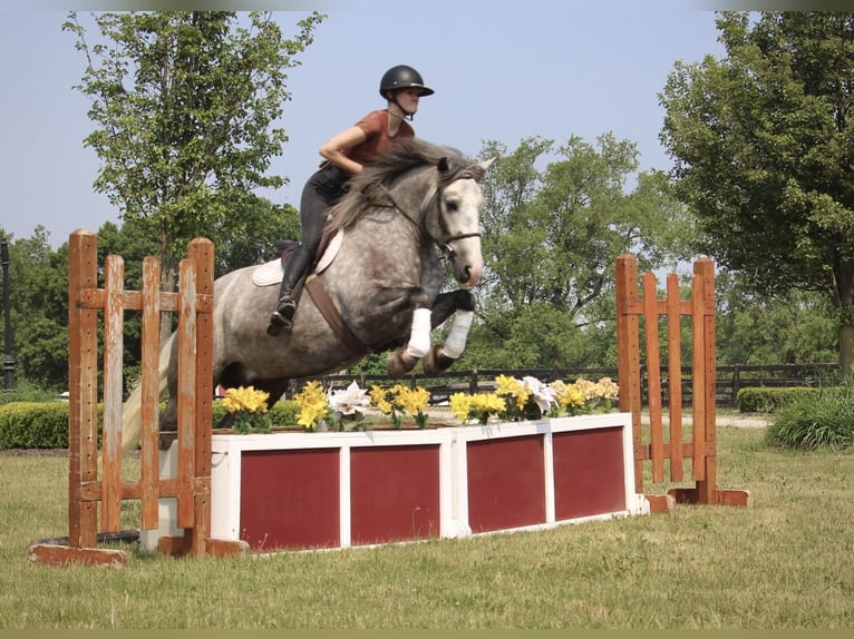 American Quarter Horse Wallach 6 Jahre Apfelschimmel in Highland MI