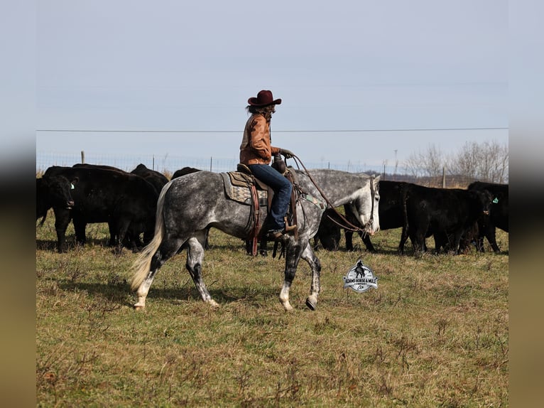 American Quarter Horse Wallach 6 Jahre Apfelschimmel in Fresno
