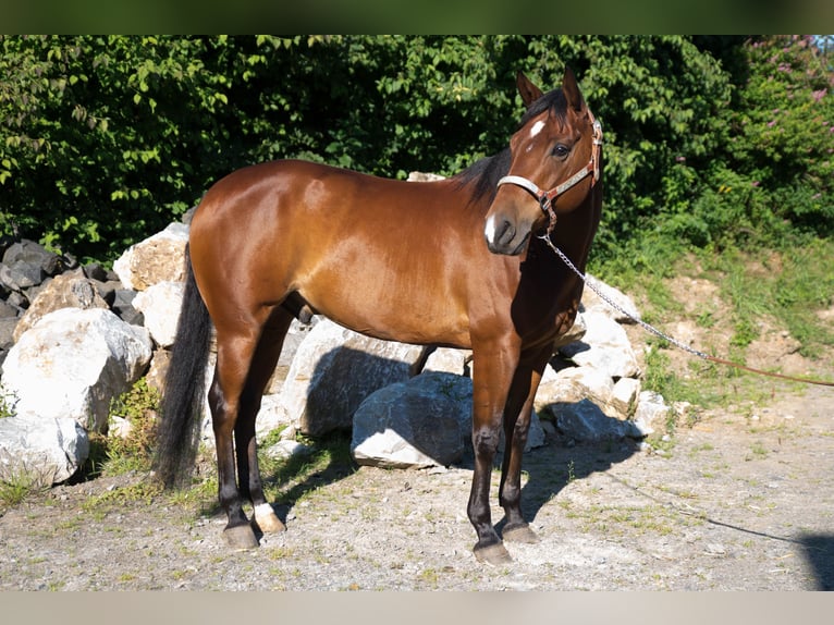 American Quarter Horse Wallach 6 Jahre Brauner in Niedersayn
