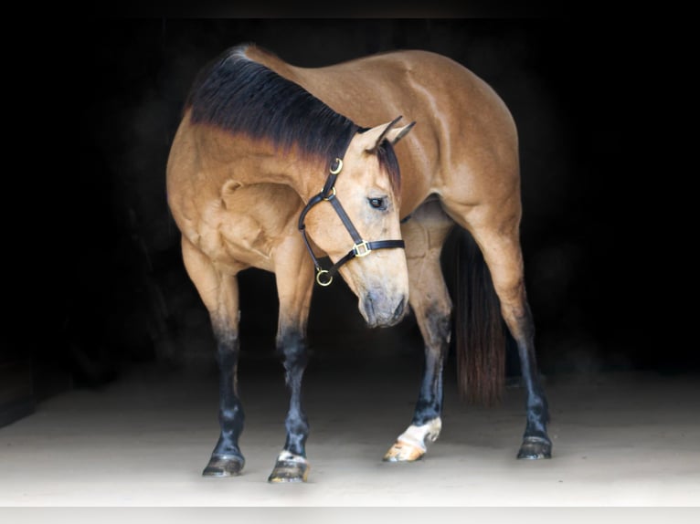 American Quarter Horse Wallach 6 Jahre Buckskin in Killeen
