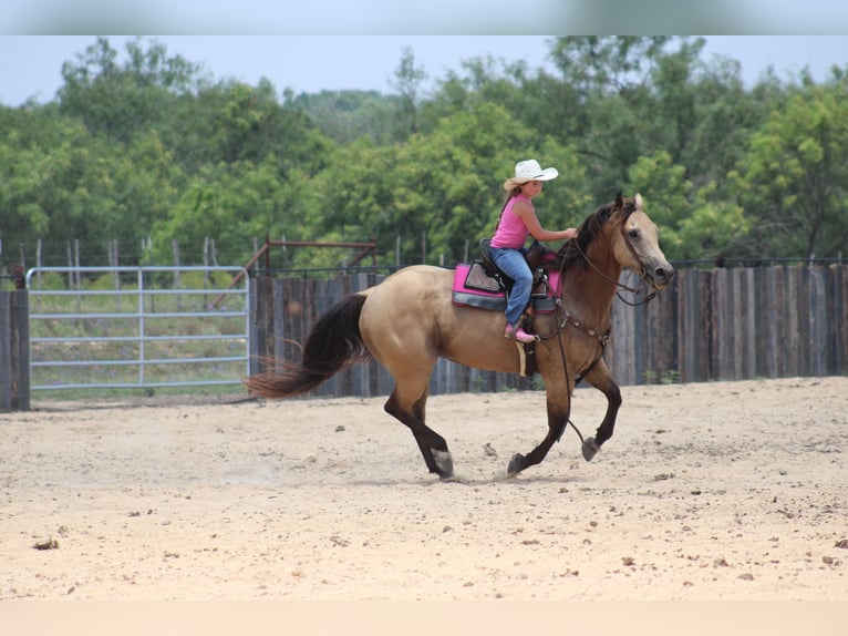 American Quarter Horse Wallach 6 Jahre Buckskin in Killeen