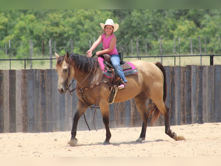 American Quarter Horse Wallach 6 Jahre Buckskin in Killeen