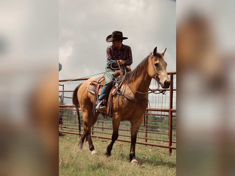 American Quarter Horse Wallach 6 Jahre Buckskin in Killeen