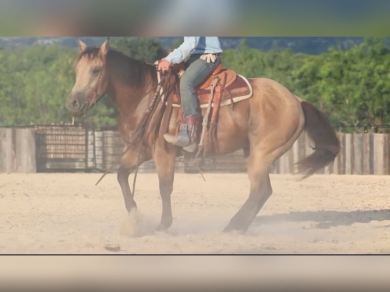 American Quarter Horse Wallach 6 Jahre Buckskin in Killeen