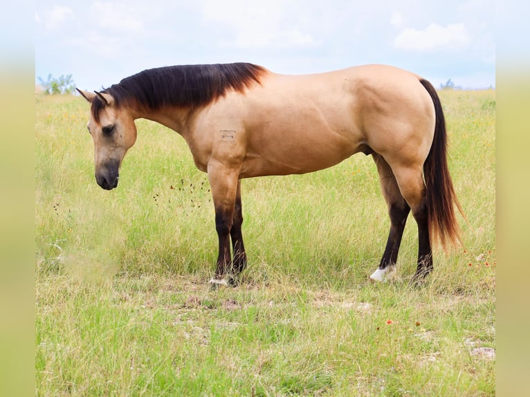 American Quarter Horse Wallach 6 Jahre Buckskin in Killeen
