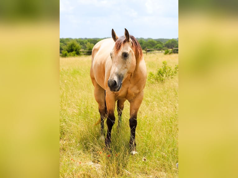 American Quarter Horse Wallach 6 Jahre Buckskin in Killeen