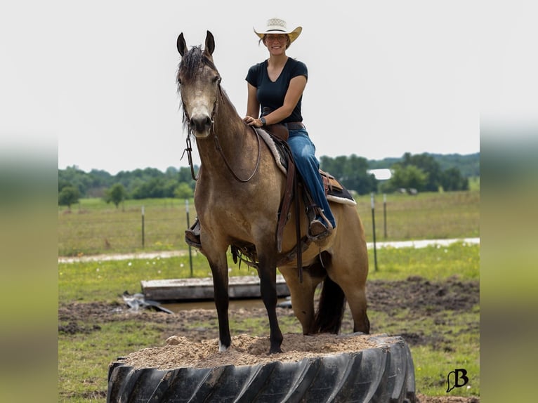 American Quarter Horse Wallach 6 Jahre Buckskin in Troy