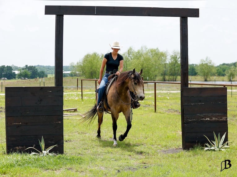 American Quarter Horse Wallach 6 Jahre Buckskin in Troy