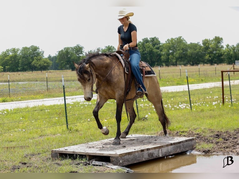 American Quarter Horse Wallach 6 Jahre Buckskin in Troy