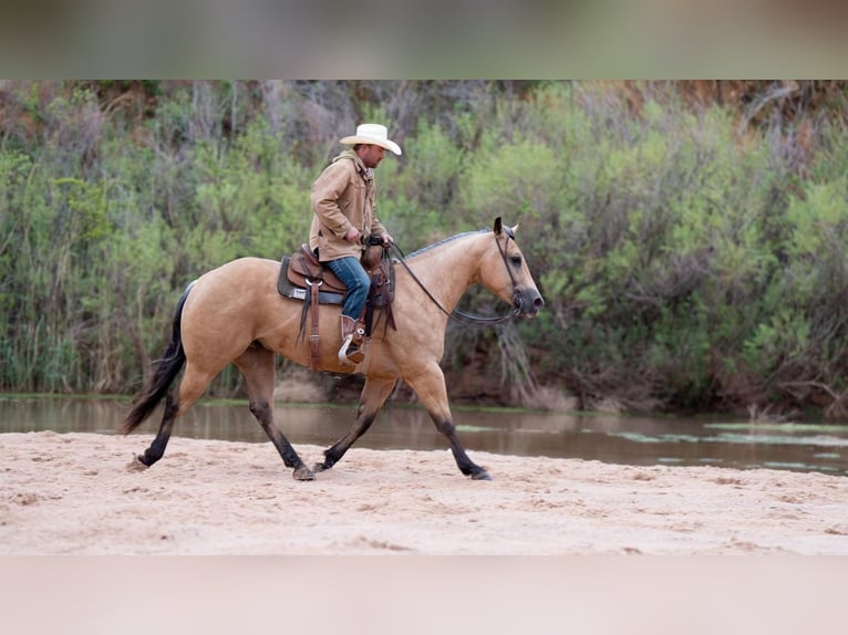 American Quarter Horse Wallach 6 Jahre Buckskin in Canyon, TX