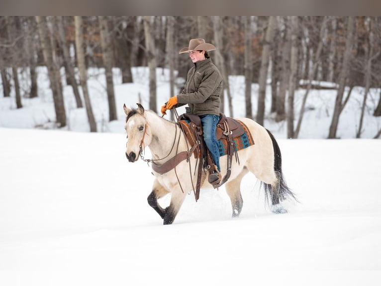 American Quarter Horse Wallach 6 Jahre Buckskin in Clayton, WI