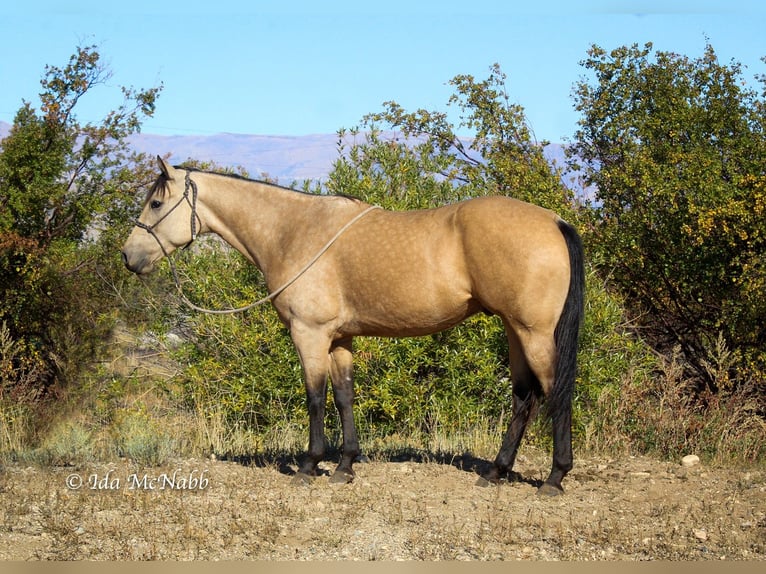 American Quarter Horse Wallach 6 Jahre Buckskin in Cody, WY