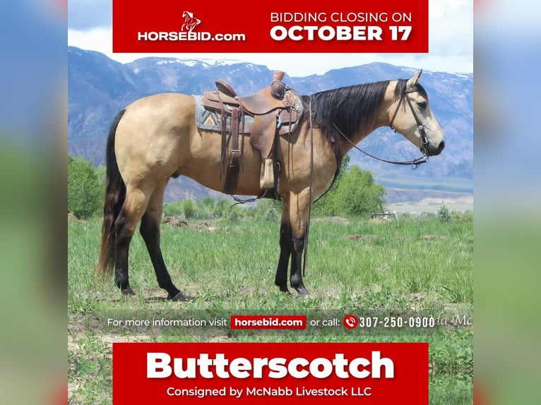 American Quarter Horse Wallach 6 Jahre Buckskin in Cody, WY