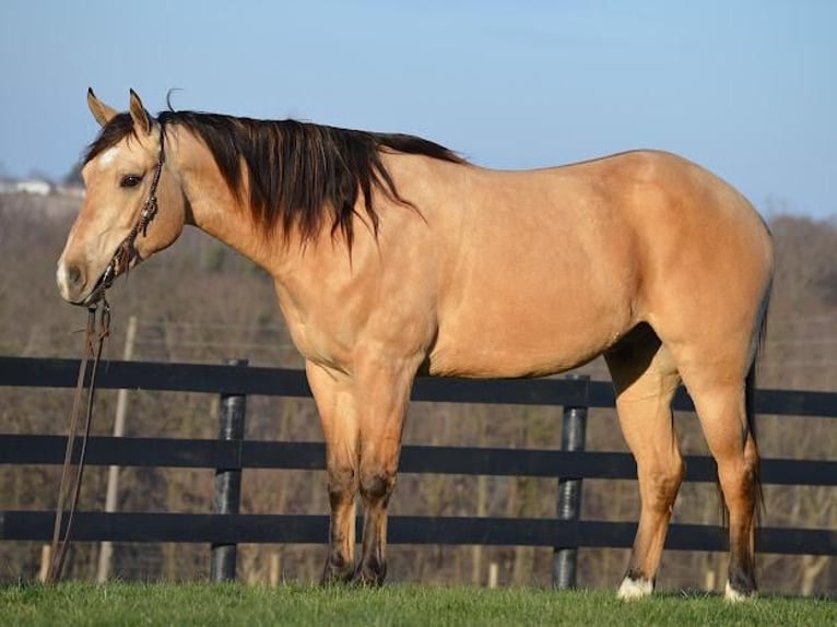 American Quarter Horse Wallach 6 Jahre Buckskin in Fredericksburg, OH