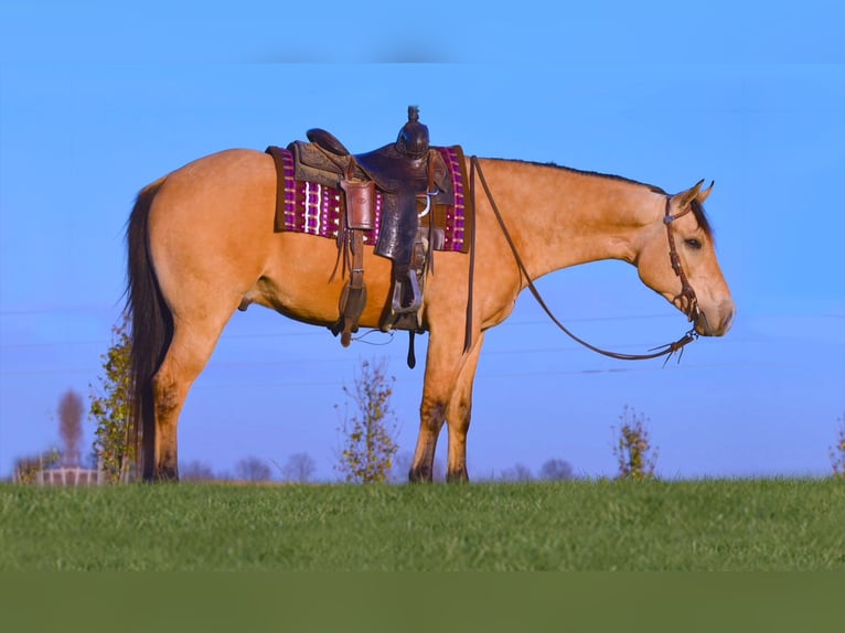 American Quarter Horse Wallach 6 Jahre Buckskin in Fredericksburg, OH