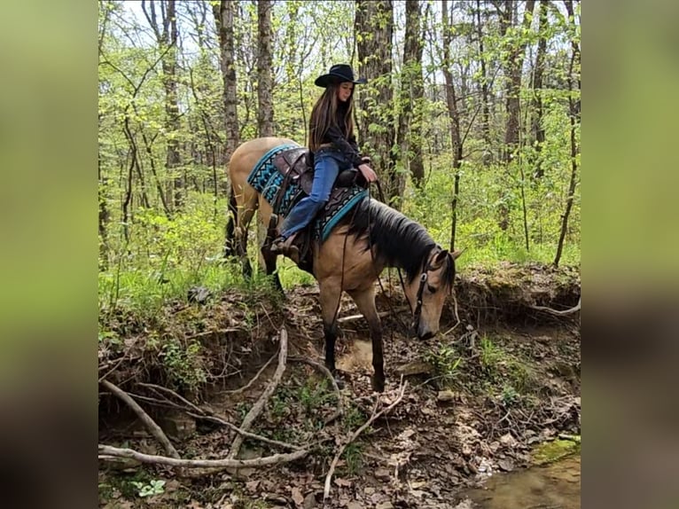 American Quarter Horse Wallach 6 Jahre Buckskin in Robards, KY