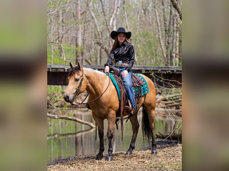 American Quarter Horse Wallach 6 Jahre Buckskin in Robards, KY