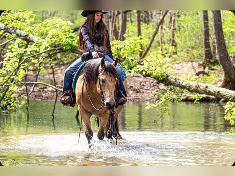 American Quarter Horse Wallach 6 Jahre Buckskin in Robards, KY