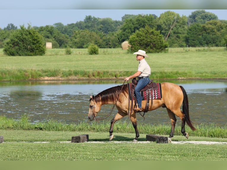 American Quarter Horse Wallach 6 Jahre Buckskin in Buffalo