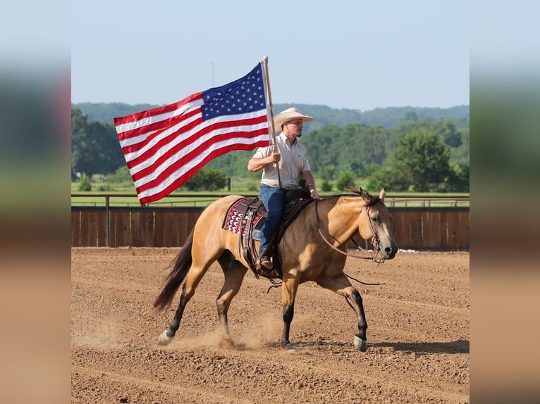 American Quarter Horse Wallach 6 Jahre Buckskin in Buffalo