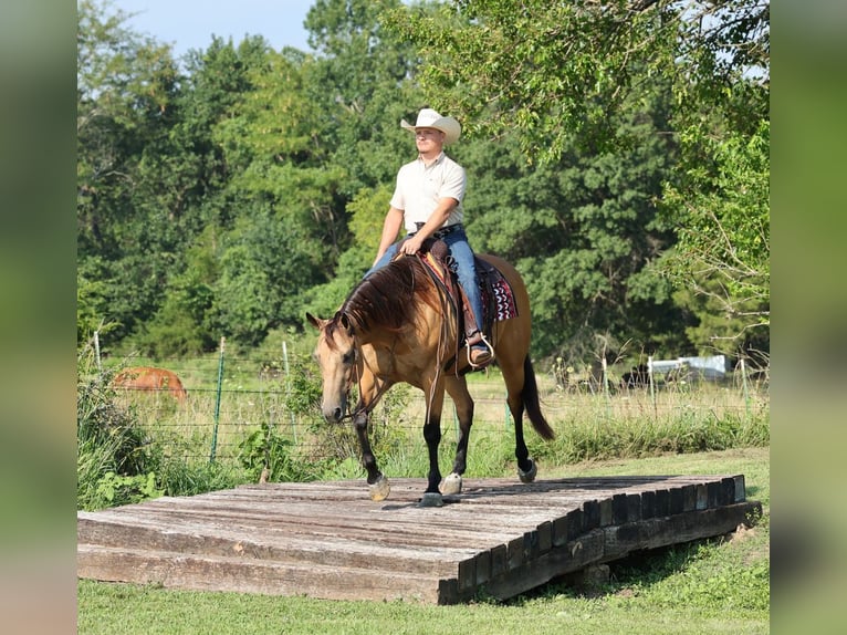 American Quarter Horse Wallach 6 Jahre Buckskin in Buffalo