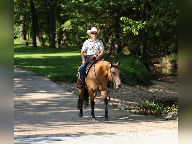 American Quarter Horse Wallach 6 Jahre Buckskin in Buffalo
