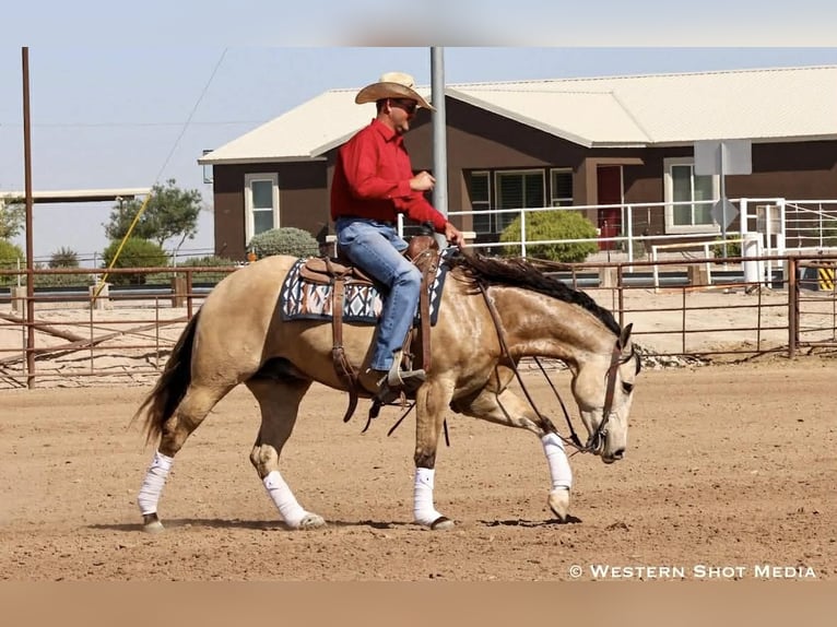 American Quarter Horse Wallach 6 Jahre Buckskin in Purdy