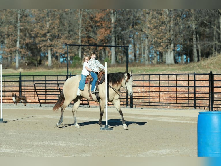 American Quarter Horse Wallach 6 Jahre Buckskin in Purdy