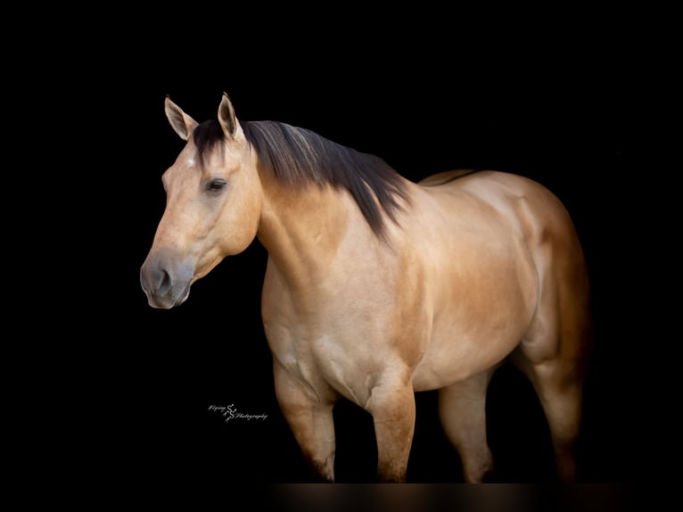 American Quarter Horse Wallach 6 Jahre Buckskin in Sedalia