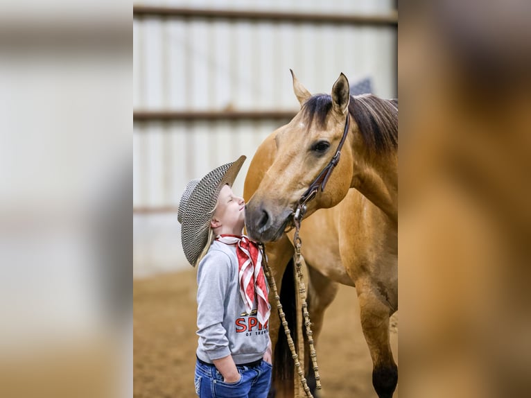 American Quarter Horse Wallach 6 Jahre Buckskin in Sedalia