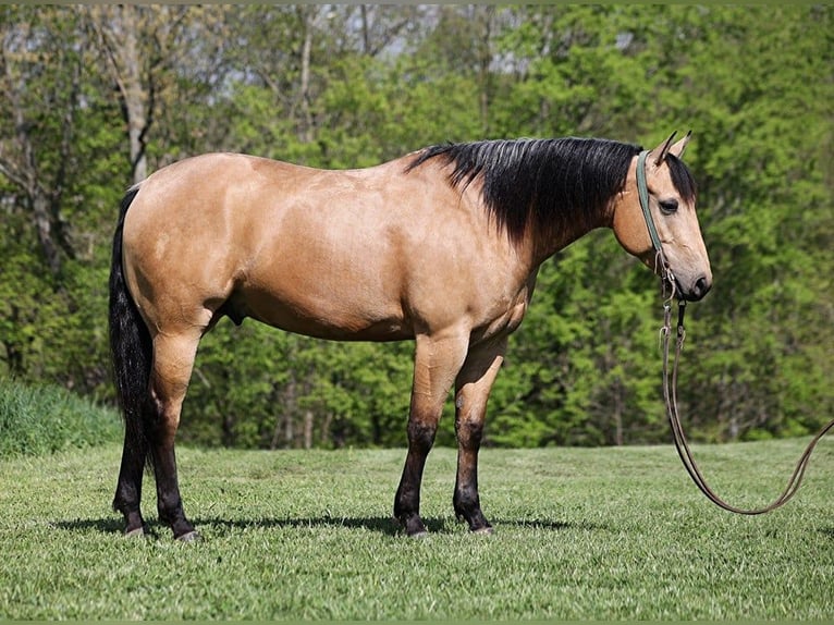 American Quarter Horse Wallach 6 Jahre Buckskin in Mount Vernon, KY