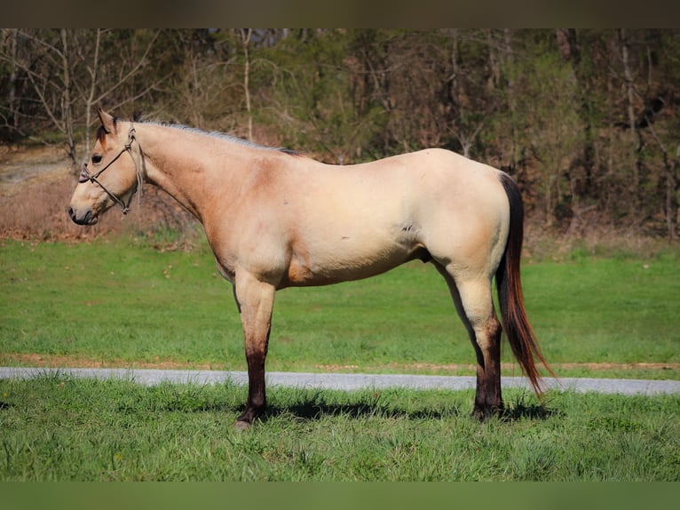 American Quarter Horse Wallach 6 Jahre Buckskin in Flemingsburg Ky