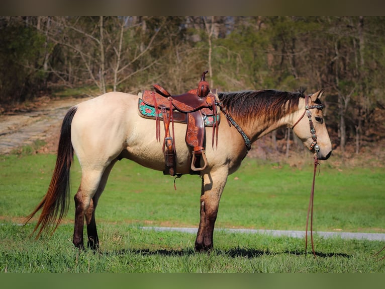 American Quarter Horse Wallach 6 Jahre Buckskin in Flemingsburg Ky