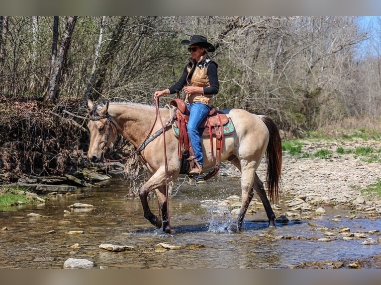 American Quarter Horse Wallach 6 Jahre Buckskin in Flemingsburg Ky