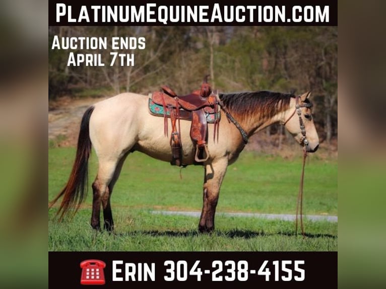 American Quarter Horse Wallach 6 Jahre Buckskin in Flemingsburg Ky