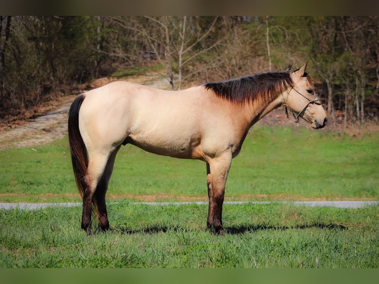 American Quarter Horse Wallach 6 Jahre Buckskin in Flemingsburg Ky