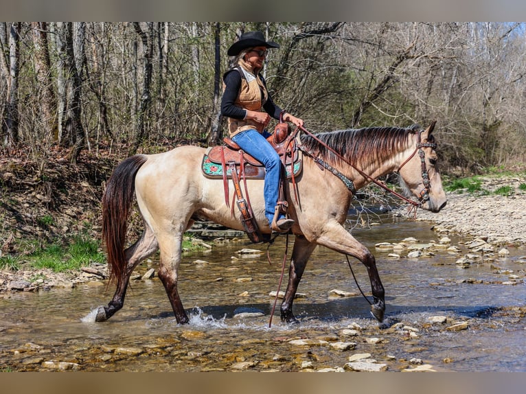 American Quarter Horse Wallach 6 Jahre Buckskin in Flemingsburg Ky